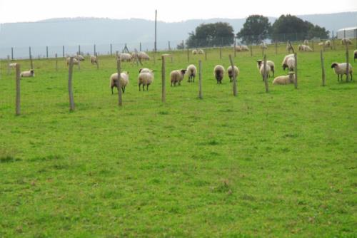 animales casa rural Oraindi en Bizkaia