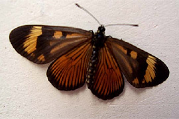Exposición permanente de Mariposas del Mundo