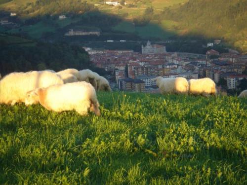 ovejas agroturismo korteta en gipuzkoa