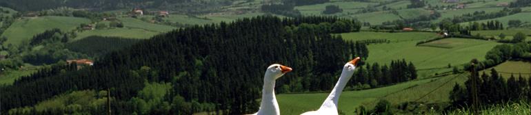 Alojamientos en el corazón/centro de Euskadi